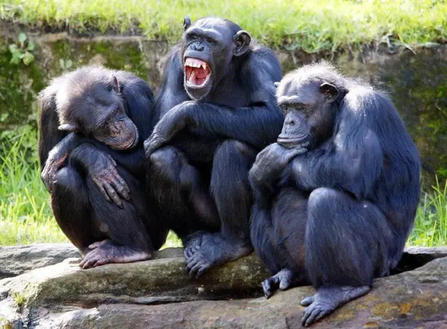 Imagem de chimpanzés