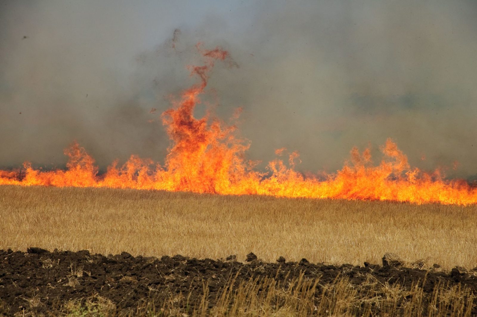 Imagem de uma plantação pegando fogo