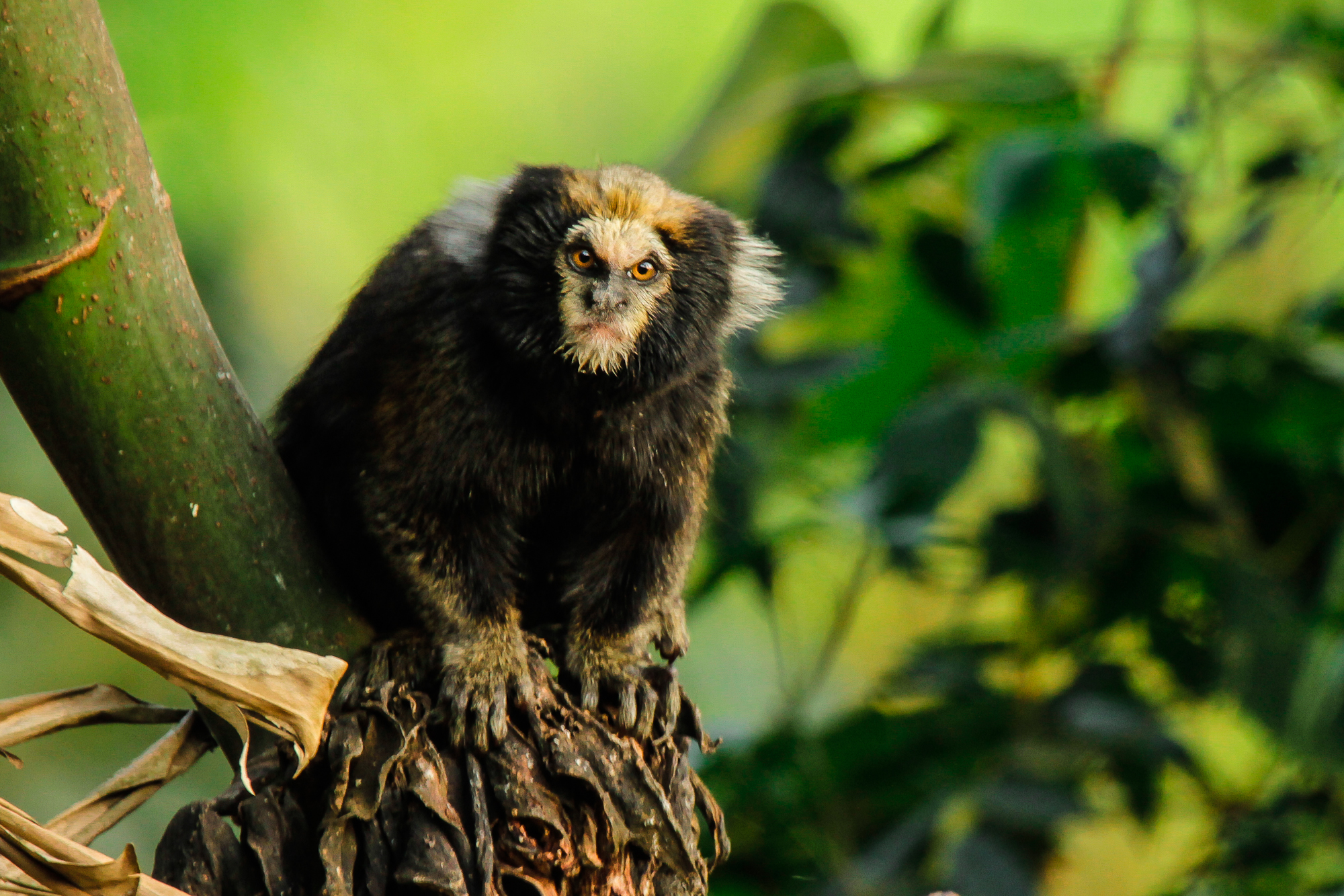 Sagui da serra escuro