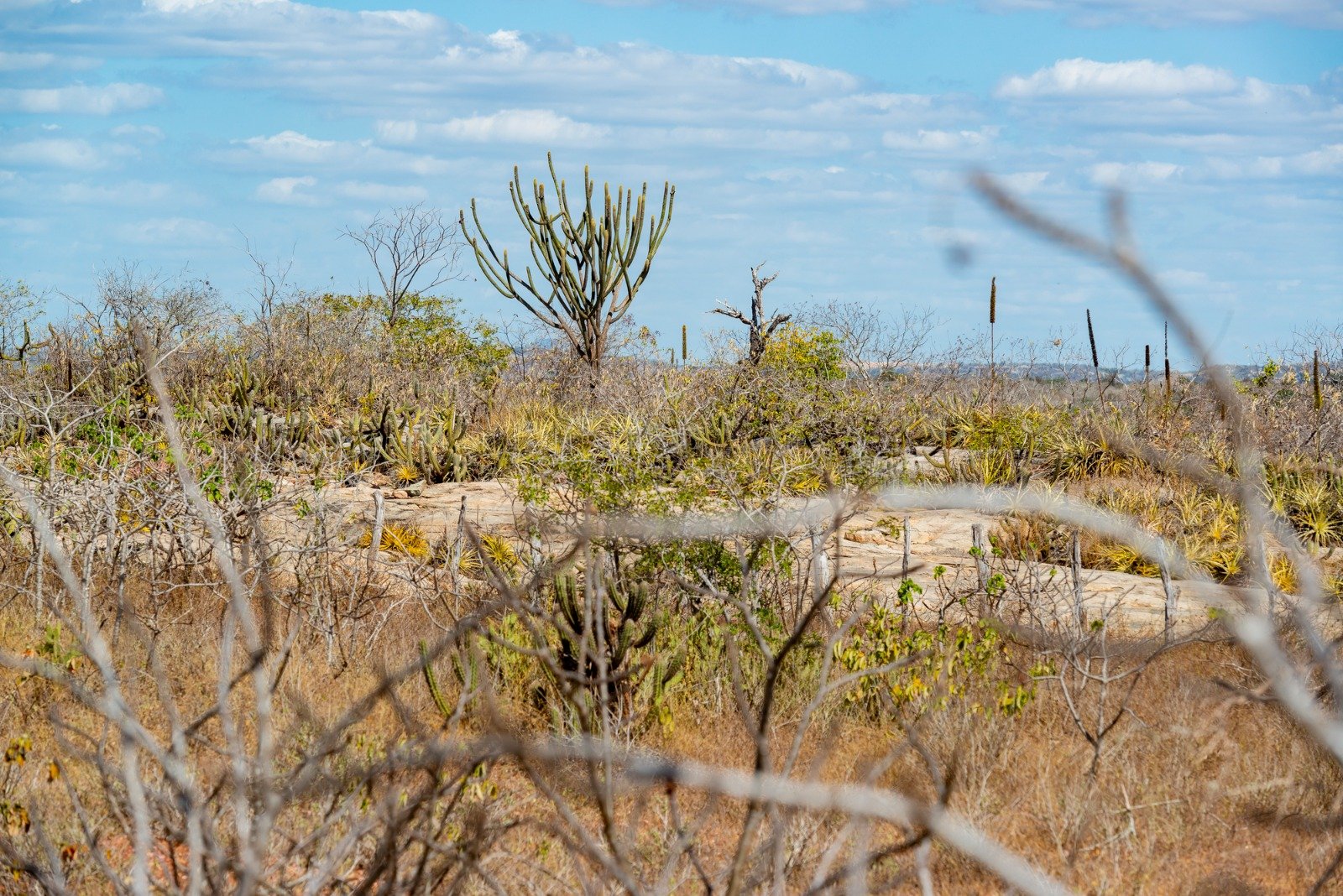 FNE triplica verba para a Caatinga em 2025 com foco em sustentabilidade e economia verde