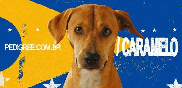 Brasil conquista Cannes com o “vira‑lata caramelo” e acumula 96 troféus