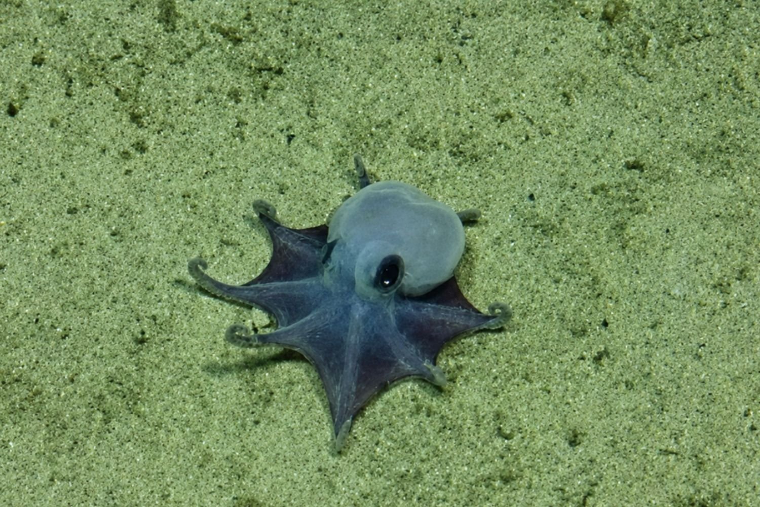 Cientistas identificam nova espécie de polvo azul nas profundezas de Galápagos